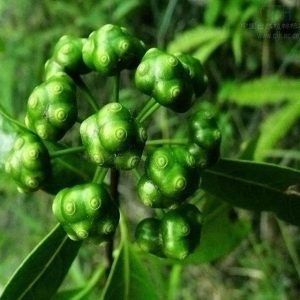四大南藥——巴戟天